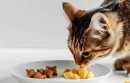 买猫粮要怎么选？推荐几款品牌猫粮